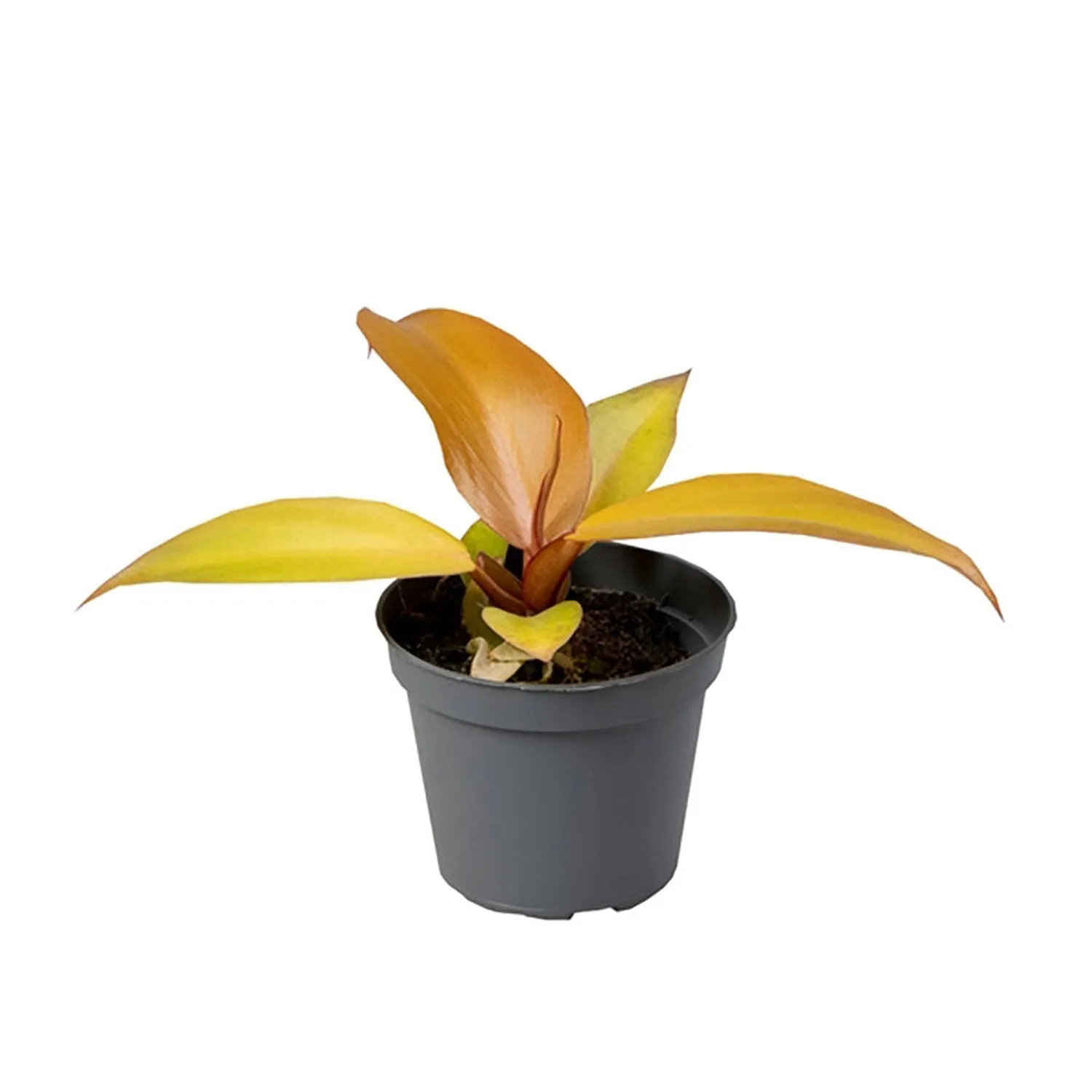 Philodendron Prince of Orange House Plant 6cm Pot