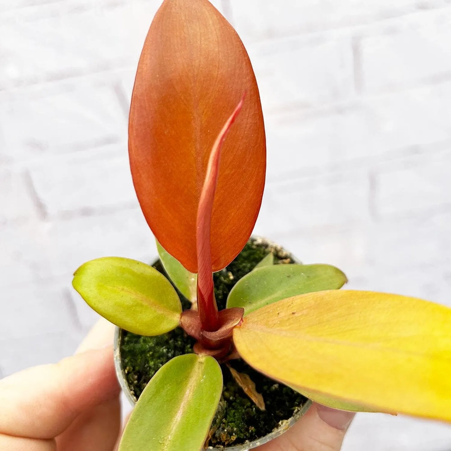 Philodendron Prince of Orange House Plant 6cm Pot