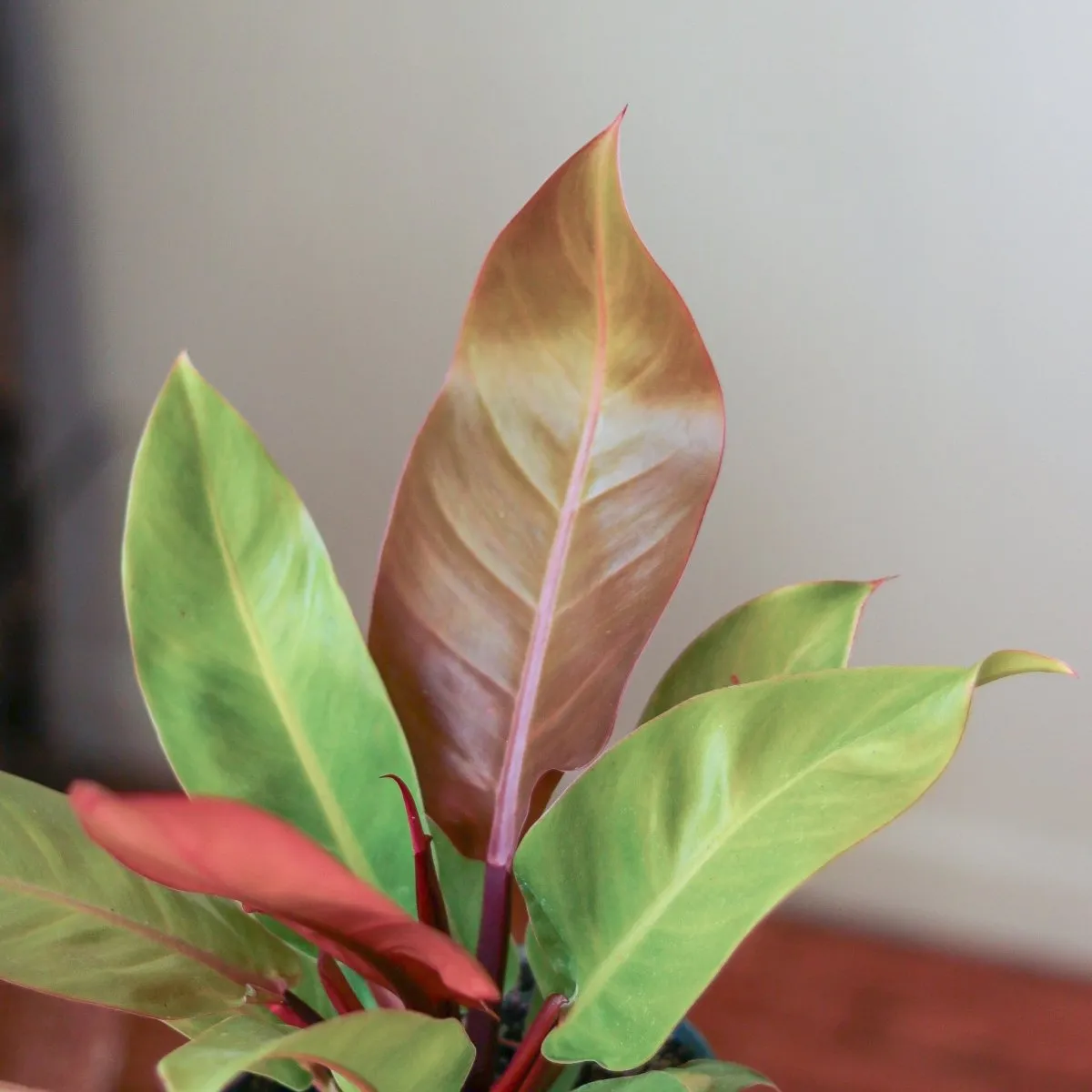Philodendron 'Prince of Orange' - Various Sizes