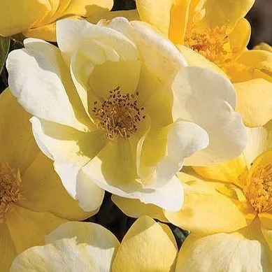 Sunny Knock Out® Rose Tree