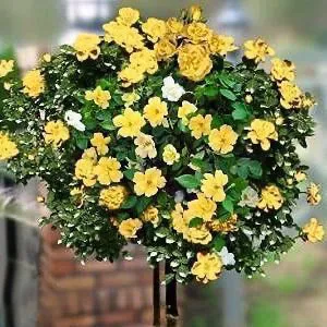 Sunny Knock Out® Rose Tree