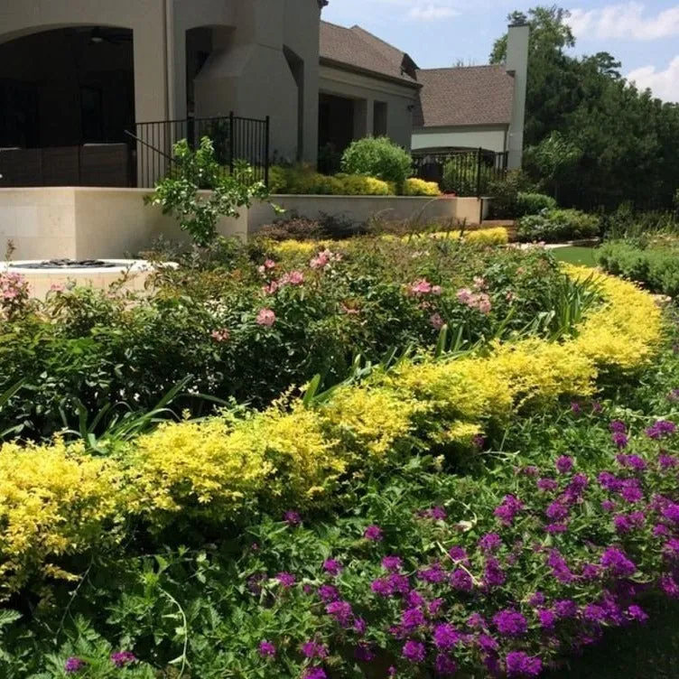 Sunshine Ligustrum