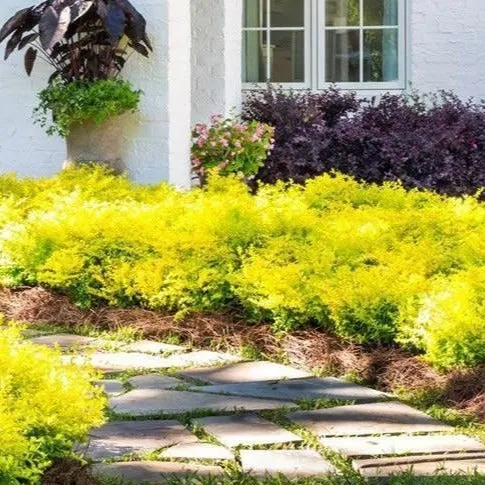 Sunshine Ligustrum