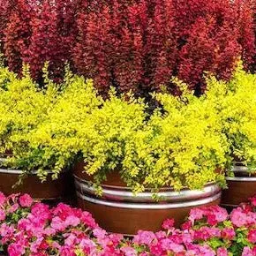 Sunshine Ligustrum